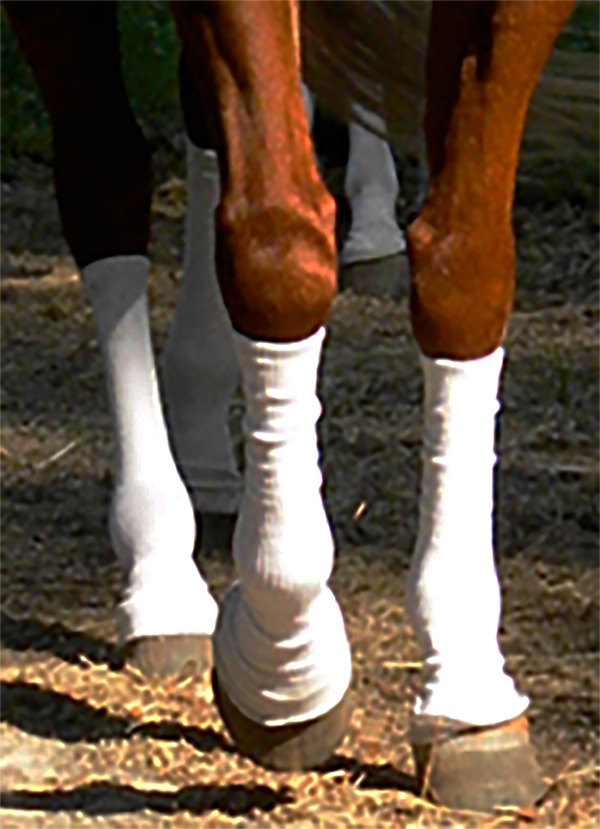 silver whinny's socks being worn on a horse